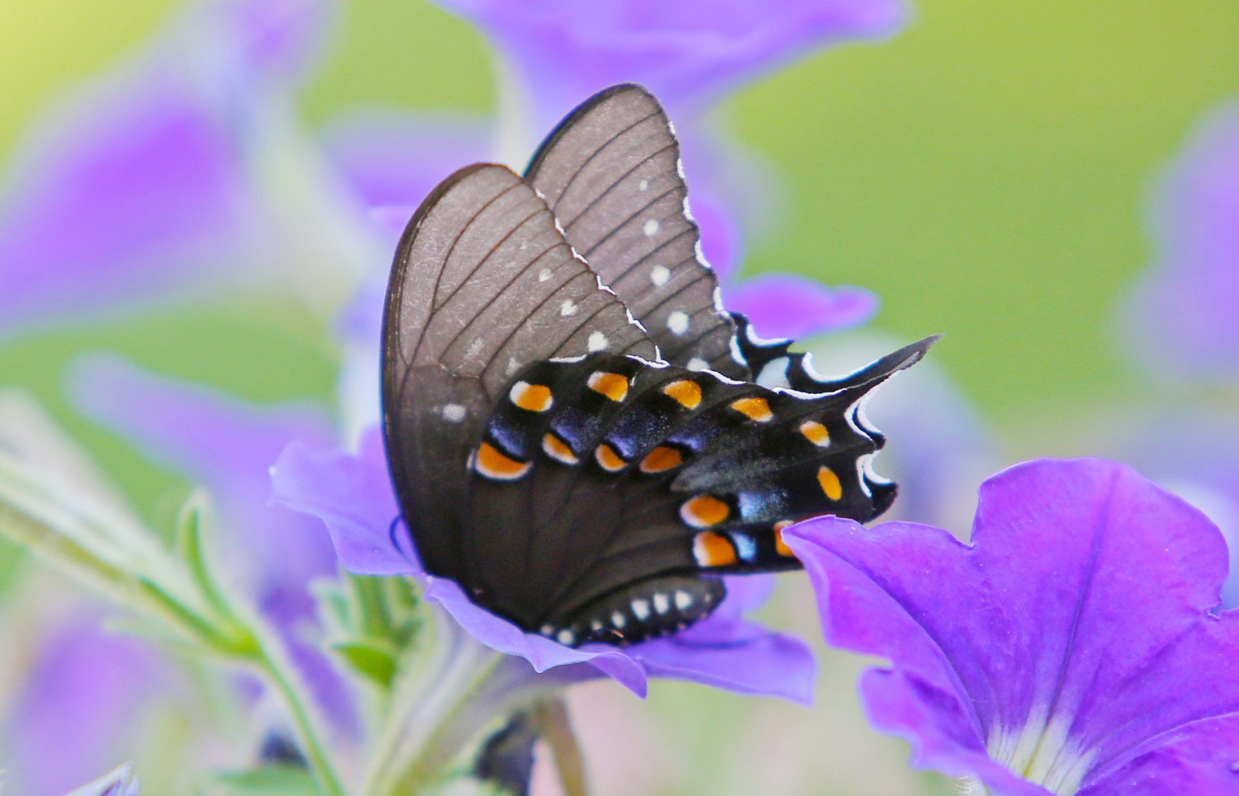 Drinking in the nectar